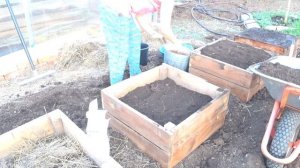 Сажаем картошку в теплые грядки. Тестируем для вас.