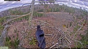 Черная птица делает курлык-курлык и дестроит чужое гнездо