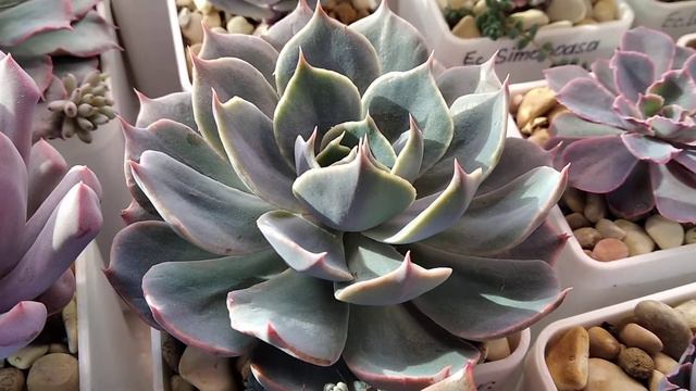 Echeveria Color Liner Variegata