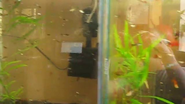 Гуппи и меченосцы(молодняк) 1