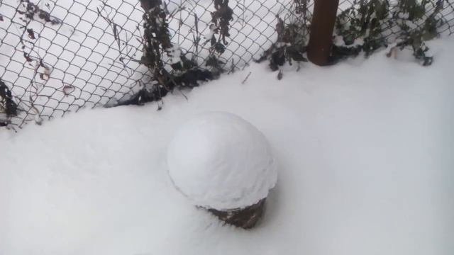 Как укрывать розы... смотреть онлайн