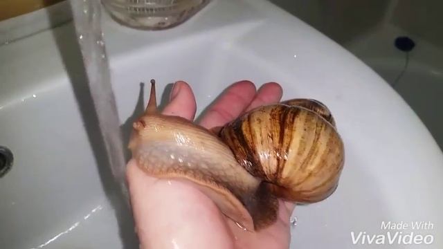 Ахатинская улитка принимает душ