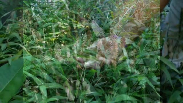 Inland Sea Oats Video - The Dirt Doctor смотреть онлайн