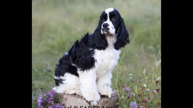 Будущая но любимая собака американский кокет спаниель