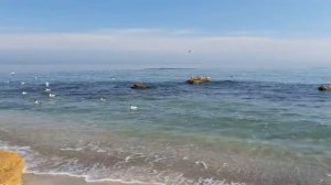 Звуки моря. Крики чаек. Спокойствие и умиротворение 1 час.mp4