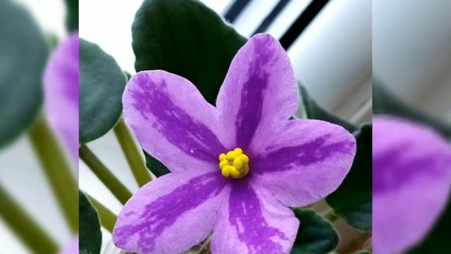 97 фото сенполий (фиалок) с названиями!!! Что цветёт на данный момент. смотреть онлайн