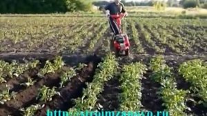 Окучивание картофеля мотоблоком Салют