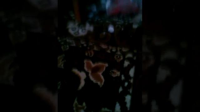 Самодовольный шкафчик смотреть онлайн