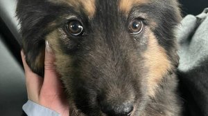 003_Выбор щенка, адаптация щенков Монгольских Банхаров.