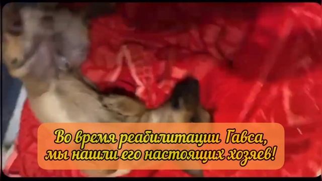СЧАСТЛИВАЯ ИСТОРИЯ СПАСЕНИЯ ГАВСА! Спасли пса,попавшего под колёса и вернули в семью!Помощь животны смотреть онлайн