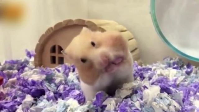 Поём вместе песню "Хомячок" смотреть онлайн