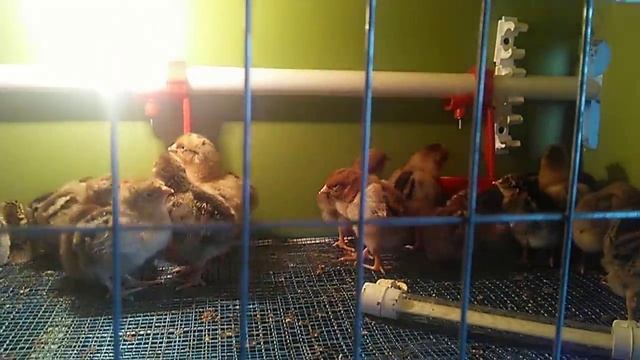 Цыплятам 2 дня. Порода кур Московская кучинская. смотреть онлайн