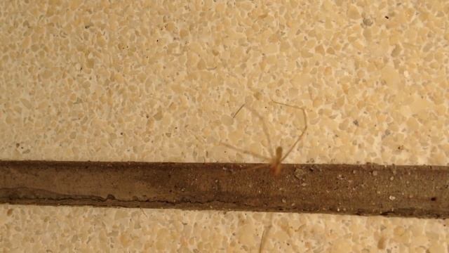 Pholcus phalangioides - Stor dallerspindel смотреть онлайн