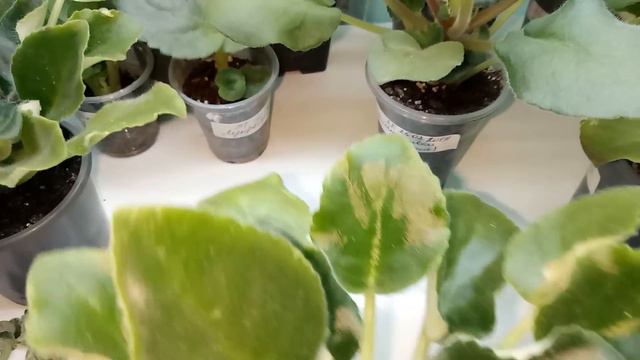 УДАЛЯЮ БЕЗЖАЛОСТНО )ПОСЛЕ ЗАЦВЕТУТ !НУ ОЧЕНЬ СТРАННЫЕ ФИАЛКИ смотреть онлайн