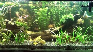 Освещение аквариума лампами МГ 2х150W 8000К Фотосинтез.