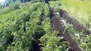 ГУСЕНИЦЫ ОКУЧИВАЕМ КАРТОХУ МОТОБЛОКОМ