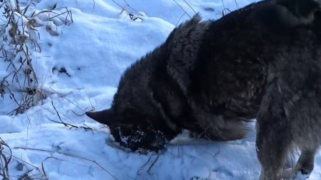 Природа может обойтись и без человека,а он без неё нет.11 ноября 2020. смотреть онлайн