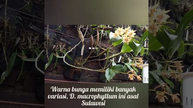 Dendrobium Macrophyllum Asal Sulawesi