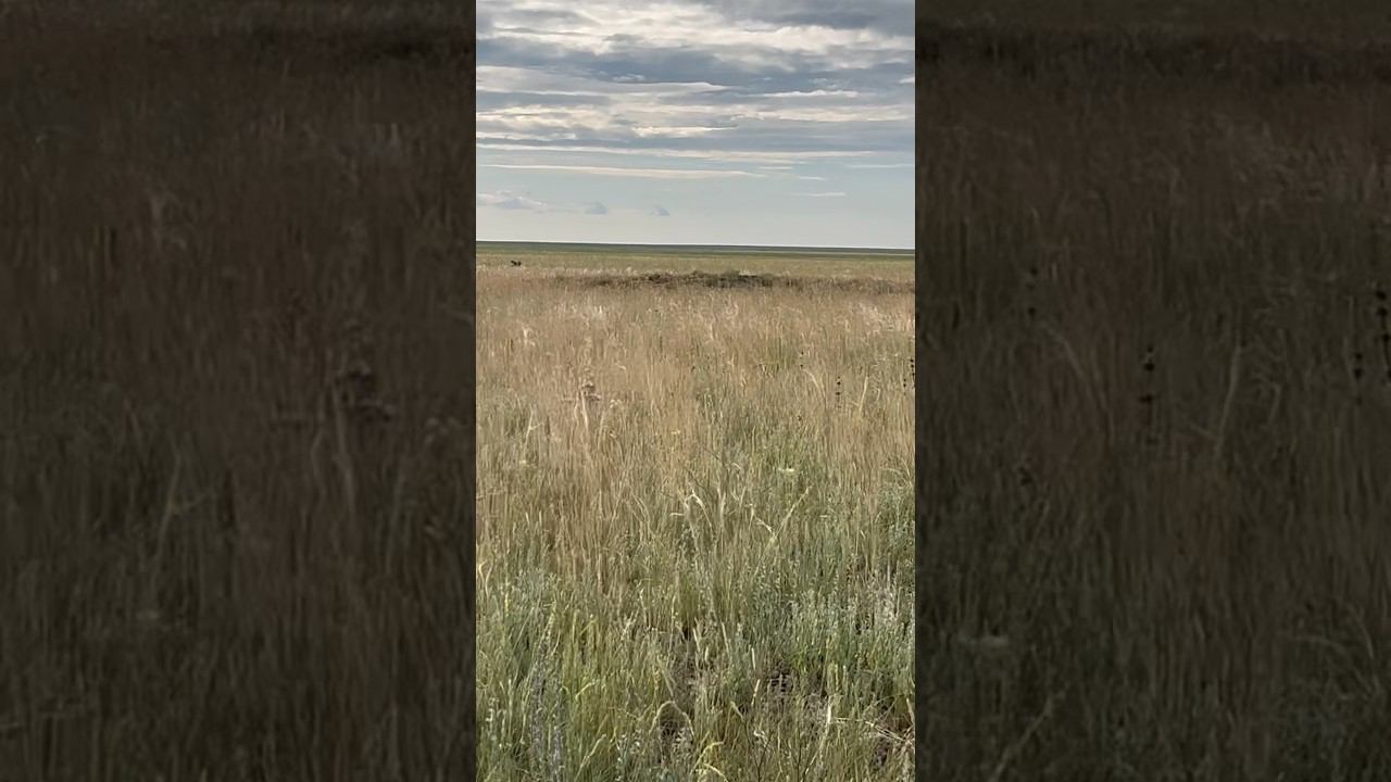 Отчет с охоты на сурка 2024г. #охота #hunting #охотаназайца смотреть онлайн