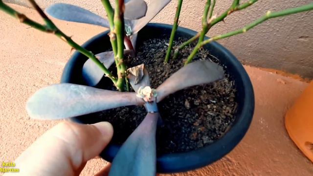 Echeveria GIbiflora Metálica смотреть онлайн