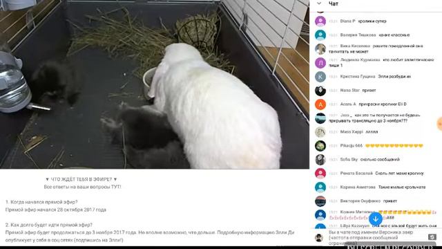 1 часть трансляция эли ди смотреть онлайн