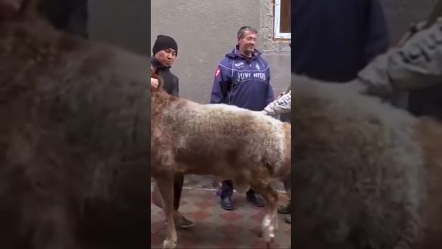 Вот отец нашего буцифала шарпей #арашан#кочкор#самый большой баран в мире# смотреть онлайн