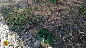 Примула. Посадка в кашпо.