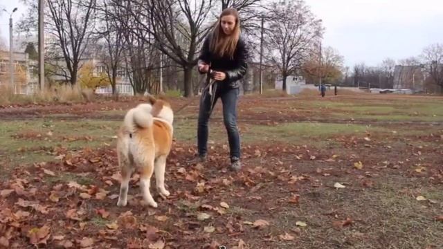 Как научить собаку играть? Приучаем собаку играться с игрушками самостоятельно смотреть онлайн