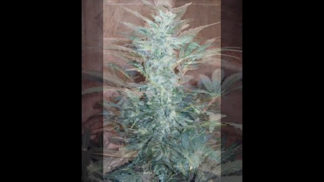 Autoflower Lowryder 2 Indoor Grow Legal Medical Adults 18+