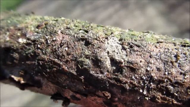 isotoma viridis • ISOTOMIDAE смотреть онлайн