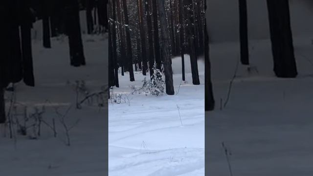 Рэйсер как всегда неотразим на снегу. Продубас на все деньги. смотреть онлайн