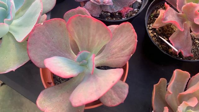 Álbum de vendas Suculentas + O poder de acreditar| Café com Plantas смотреть онлайн