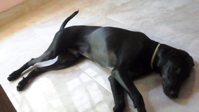 Hybrid black puppy Dalmatian and Rottweiler clone