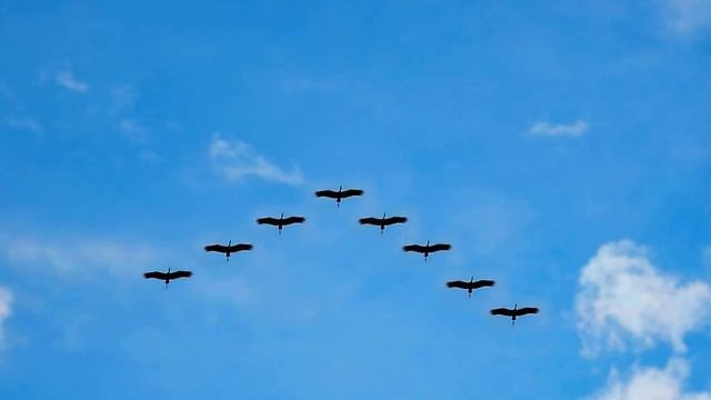 25 октября / Почему птицы улетают в тёплые края? смотреть онлайн