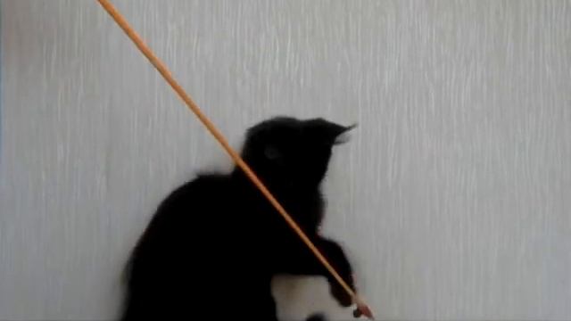 Кот - Volgacoon Boston - 3 месяца . 03.06.2016 г смотреть онлайн