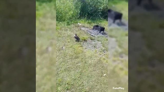 Отдых на озере Вашутино 24июля 2022 Ярославская область смотреть онлайн