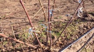 Обрезка и формировка кустов ежевики