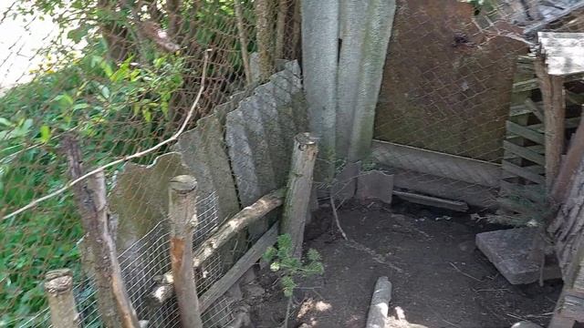 Розведення диких качок в дома. смотреть онлайн