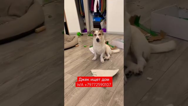 #собака #помощь #собакадругчеловека #джекрасселтерьер #собакавдар #собакадруг #собаки смотреть онлайн