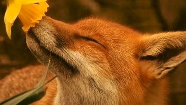 Такие разные и такие красивые животные мира ! смотреть онлайн