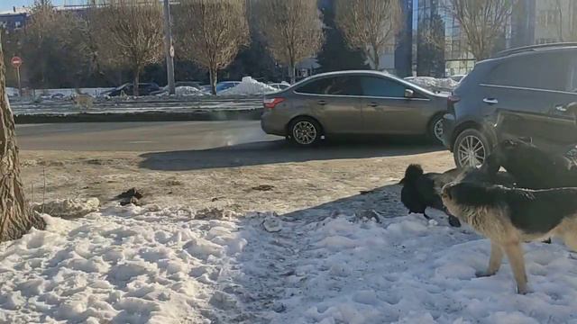 Свадьба собак смотреть онлайн