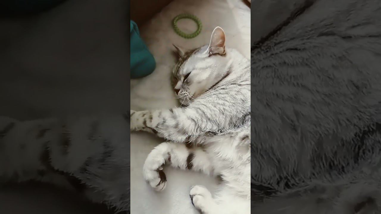 Котик замёрз! куда ты отправишь? #shorts смотреть онлайн