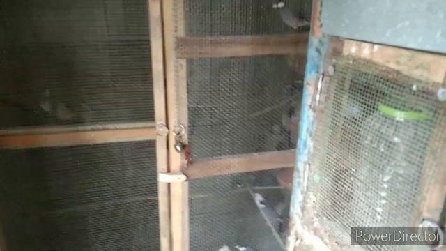 my java sparrow setup visit. surprise video java sparrow смотреть онлайн
