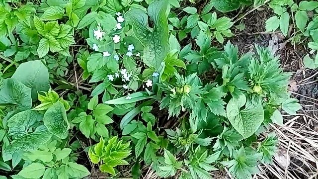 весна благоухающая... смотреть онлайн