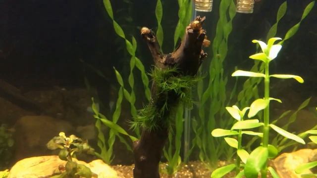 Мох Феникс (кубик 30 литров) смотреть онлайн