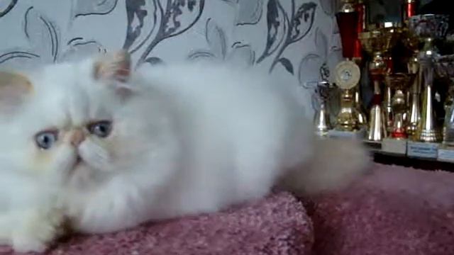 COLOROLLA BONNE CHANCE смотреть онлайн