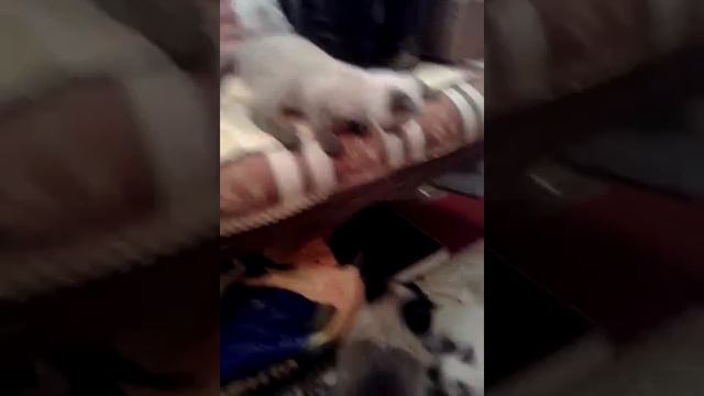 Меконгский бобтейл. смотреть онлайн