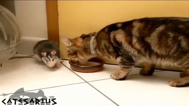 29 Shocking video Rat humiliates cat Шокирующее видео Крыса унижает кота смотреть онлайн