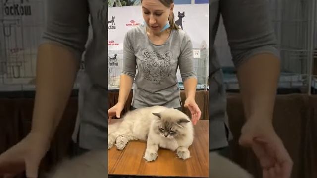 Невская маскарадная (Сибирский котик) смотреть онлайн