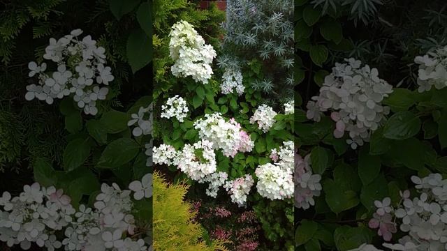 Гортензия цветет #цветы #гортензия #гортензии #дача #flower #garden #flowering смотреть онлайн